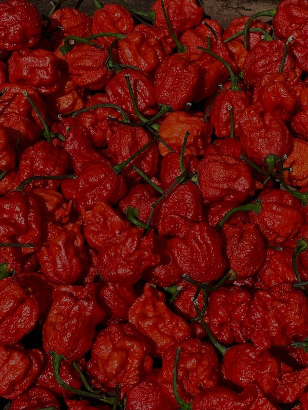Le carolina reaper : un piment à savourer sans modération